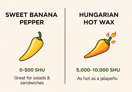 Infographic comparing sweet banana peppers and hot Hungarian wax peppers, showing Scoville ratings and uses.